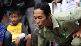 Mengenal Ciri-ciri Ular Berbisa