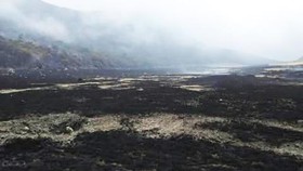 Alun-alun Surya Kencana Gunung Gede Kebakaran, Api Sudah Padam