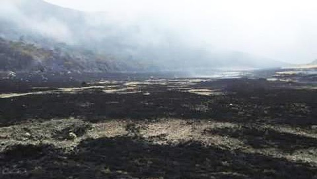 Saat ini tim relawan masih melakukan upaya pemadaman di kawasan Gunung Gede-Pangrango yang telah menghanguskan lahan seluas 25 hektare.