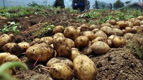 Petani Lokal Protes, Pemerintah Setop Impor Kentang Atlantik