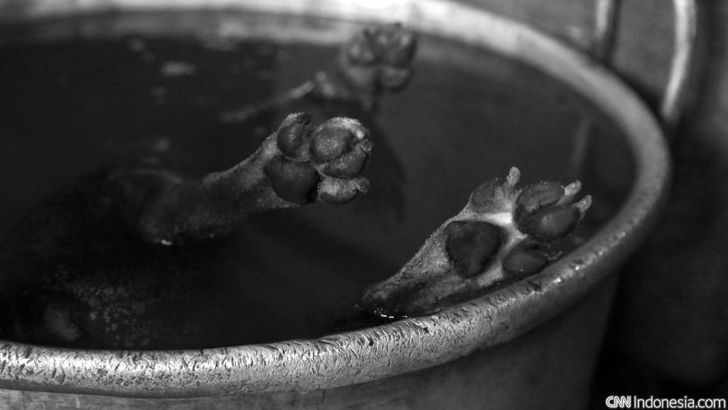 Heboh 2 Pria di Nusa Penida Bali Posting Medsos Bakar dan Masak Anjing