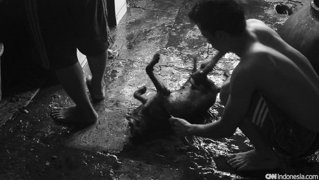 Salah satu pemilik rumah potong, Timbul, mengatakan alasannya mereka sudah berusaha selama 40 tahun lebih di penjagalan daging anjing.