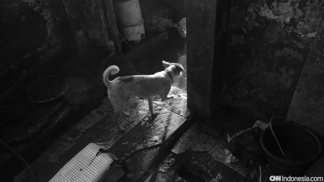 Kapolres Tabanan mengaku pihaknya sudah mengetahui penyewa terakhir rumah terbengkalai yang ditemukan bangkai-bangkai anjing dalam kurungan.