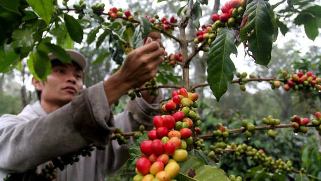 Indonesia bisa kembali jadi eksportir kopi terbanyak di dunia, jika masalah-masalah produksinya bisa diatasi.
