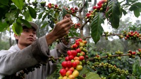 Mengubah Limbah Kopi Jadi Bahan Bakar Bermanfaat