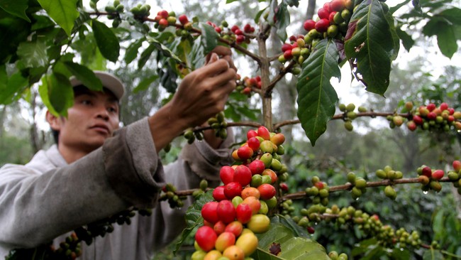 Peneliti di Universitas Jember bisa mengubah limbah kopi yang asam dan tak sehat itu menjadi bahan bakar yang bermanfaat untuk rumah tangga. Bagaimana caranya?