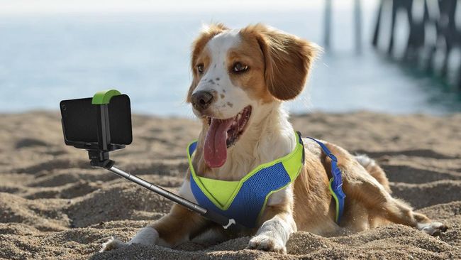 Berselfie dengan anjing kadang sulit dilakukan jika hewan kesayangan itu tak bisa memusatkan pikiran. Tapi kini ada alat yang bisa membuat mereka lebih anteng.