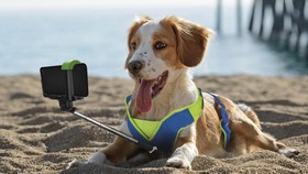 Alat Selfie yang Bisa Membuat Anjing Anteng