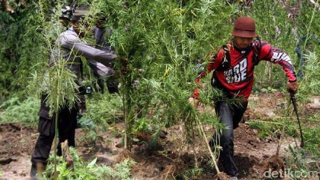 Kebanyakan alasan dari legalisasi ganja adalah karena khasiat ganja yang bisa digunakan untuk pengobatan penyakit tertentu.