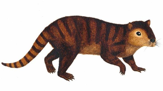 Pada saat dinosaurus musnah, ada binatang purba berbentuk seperti berang-berang berbulu, yang mampu bertahan hidup. Mengapa?