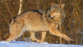 Bekas Insiden Nuklir Chernobyl Kini Dirajai Satwa Liar