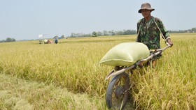 Produktivitas Rendah jadi Alasan Mendag Permudah Impor Beras