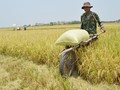 Bila Sumber Pangan Impor, Siap-siap Neraca Dagang Bengkak