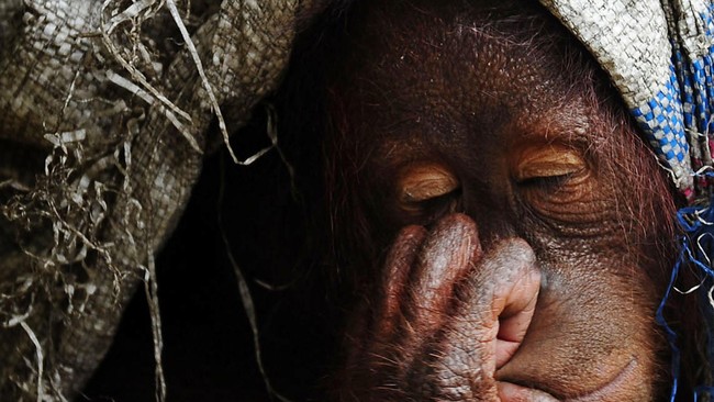 Viral sebuah video yang menunjukkan orangutan berada di badan jalan. Di video tersebut terlihat ia hampir tertabrak oleh mobil yang sulit melintas.