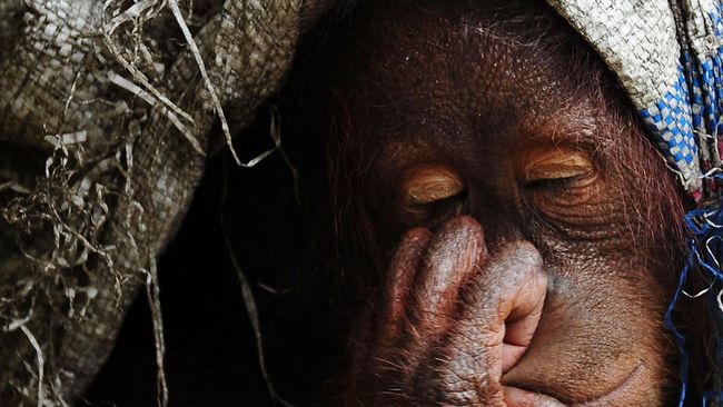 Ahli Ulas Viral Orangutan Turun ke Jalan Hampir Tertabrak Viral sebuah video yang menunjukkan orangutan berada di badan jalan. Di video tersebut terlihat ia hampir tertabrak oleh mobil yang sulit melintas.