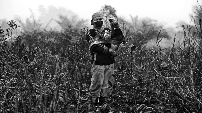 Penindakan korporasi pembakar hutan Riau diiringi beragam peristiwa: pertemuan polisi-petinggi perusahaan, penyanderaan penyidik dan pengusiran Kepala BRG.