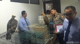 Bareskrim Tangkap Penjual Elang Langka di Bogor