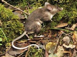 14 Cara Usir Tikus di Rumah, Dijamin Nggak Balik Lagi!