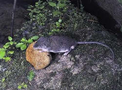 Catat! 3 Tanaman Ini Bikin Tikus Ogah Datang ke Rumah