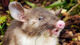 Lindungi Burung Kiwi, Selandia Baru Akan Musnahkan Tikus