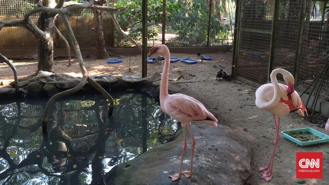 Bulan lalu, pemerintah India mengklaim tidak ada laporan kasus flu burung sejak Mei lalu, ketika lebih dari 100 ribu ayam dimusnahkan akibat flu burung.