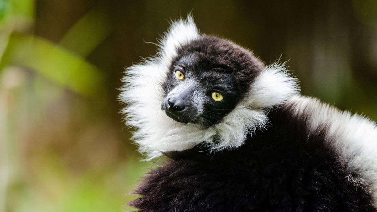 2 Lemur Dicuri Berakhir di Kebun Binatang Pribadi Keluarga Tajir India