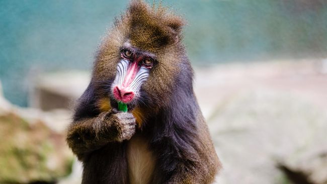 Babun diketahui sebagai salah satu hewan yang nakal dan bisa menjadi agresif, kali ini tingkahnya mengambil sarapan dan minuman keras di sebuah penginapan.