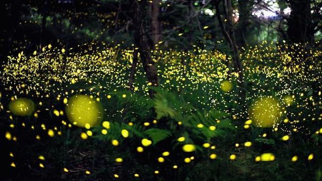 Selamat datang di taman kunang-kunang pertama di dunia. Di sini Anda bisa menikmati indahnya taman sekaligus dikelilingi oleh cahaya kunang-kunang.