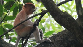 Satwa dan Tanaman Langka Juga Terancam karena Asap