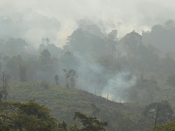 Apa Itu FOLU Net Sink 2030 yang Diisi Kader Partai? Pakar UGM Kritisi Hal Ini