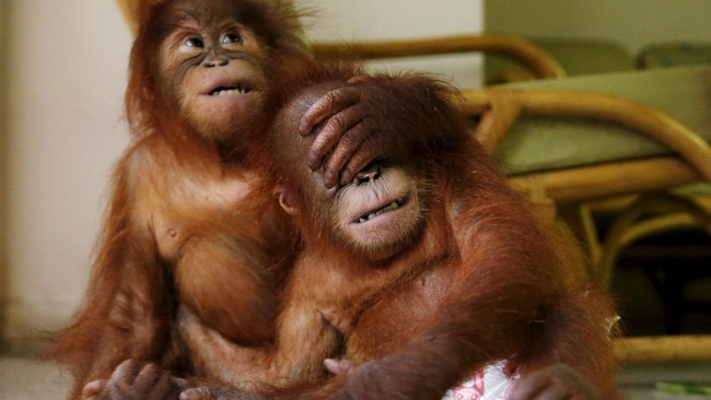 Kebakaran hutan dan lahan yang terjadi beberapa bulan lalu meningkatkan penjualan satwa liar karena hilangnya habitat asli mereka.