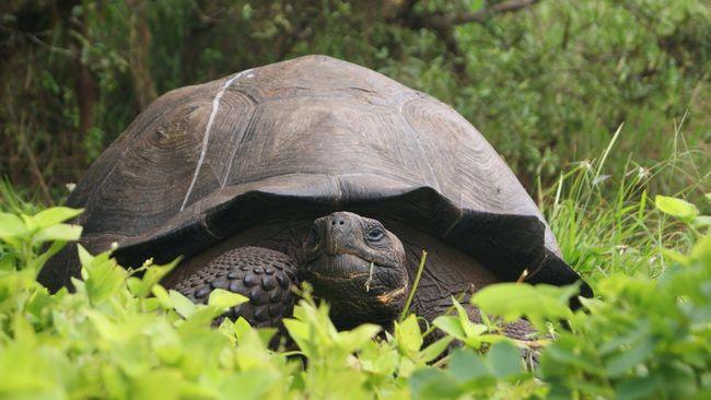 Kura-kura raksasa Galapagos berusia 80 tahun kembali bertelur di Kebun Binatang Zurich, Swiss. Sembilan telur tersebut menetas pekan lalu. 
