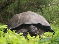 Swiss Sambut Kelahiran Bayi Kura-Kura Raksasa Galapagos