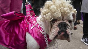 Lucunya Parade Halloween Anjing di New York