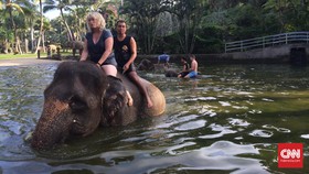Mesra bersama Gajah Sumatra di Nirwana Ubud