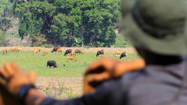 Petugas memantau Banteng jawa (Bos Javanicus) yang berada di padang Savana, Alas Purwo, Banyuwangi, Jawa Timur, Rabu (28/10). Data pos pantau di Kawasan Hutan lindung Alas Purwo tersebut menunjukan populasi Banteng jawa yang terlihat di padang savana menurun, pada tahun 2013 terdapat 120 ekor banteng, sedangkan pada 2015 hanya 83 ekor banteng yang disebabkan kemarau panjang dan predator anjing hutan yang biasa di sebut Ajak. ANTARA FOTO/ Budi Candra Setya/pras/15.