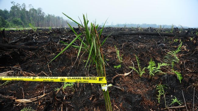 Perusahaan sawit dengan konsesi perkebunan yang sempat disegel pada tahun lalu, diduga kembali membuka hutan di Kawasan Ekosistem Leuser di Provinsi Aceh.