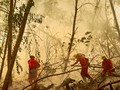 500 Ribu Ha Hutan Produksi Ditargetkan Jadi Hutan Alam 2026