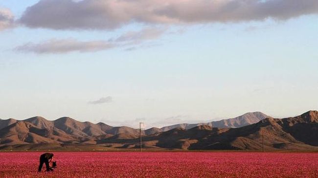 Musim hujan, mengubah gurun pasir menjadi padang bunga cantik berwarna merah muda. 