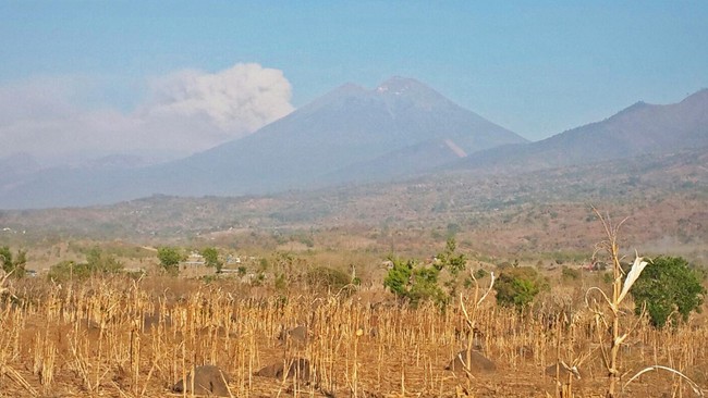 Anak Gunung Rinjani, Barujari meletus menghamburkan abu vulkanik 2.000 meter secara vertikal dan dikabarkan masih ada wisatawan yang berada di area berbahaya.