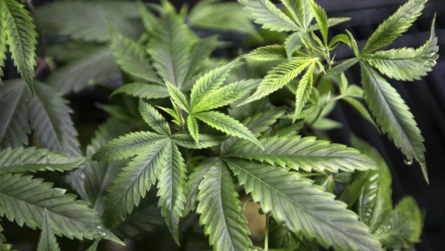 Bukan hanya bermanfaat bagi kesehatan, mariyuana atau ganja juga ternyata punya banyak fungsi bagi kecantikan.