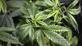 Selandia Baru Dilanda Krisis Ganja