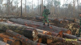 APHI Minta Polisi Cari Bos Pembalakan Liar Pembakar Hutan