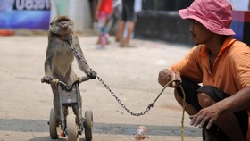 6 Atraksi Wisata yang Membuat Hewan Stres