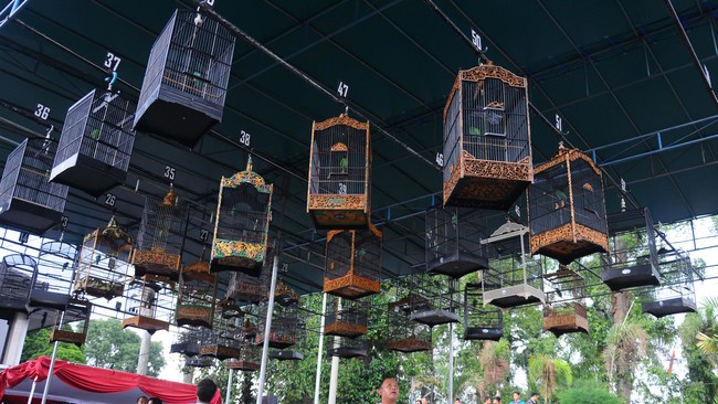 Forum Kicau Mania khawatir dengan masuknya burung kicau seperti murai dan jalak suren dalam daftar satwa dilindungi dapat mengancam kriminalisasi.