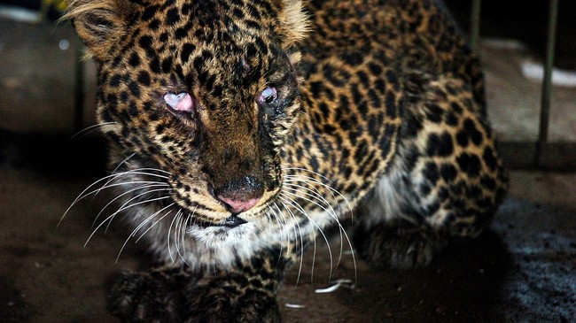 Penyebab kematian satwa macan tutul atau leopard usia setahun asal Afrika di Riau itu didapatkan setelah melakukan proses bedah bangkai.