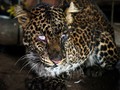 Menghargai Kehadiran Macan Tutul Jawa di Papandayan