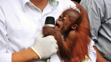 5 Anak Orang Utan Ditemukan di Hutan India, Diduga Hewan Selundupan