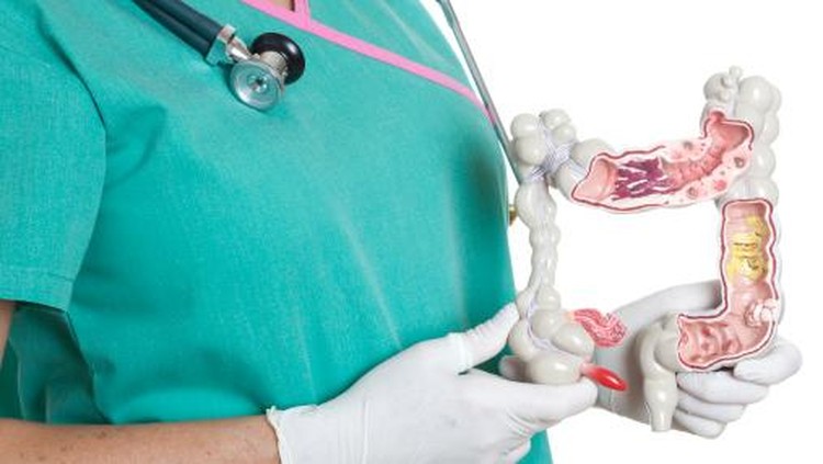 Large intestine