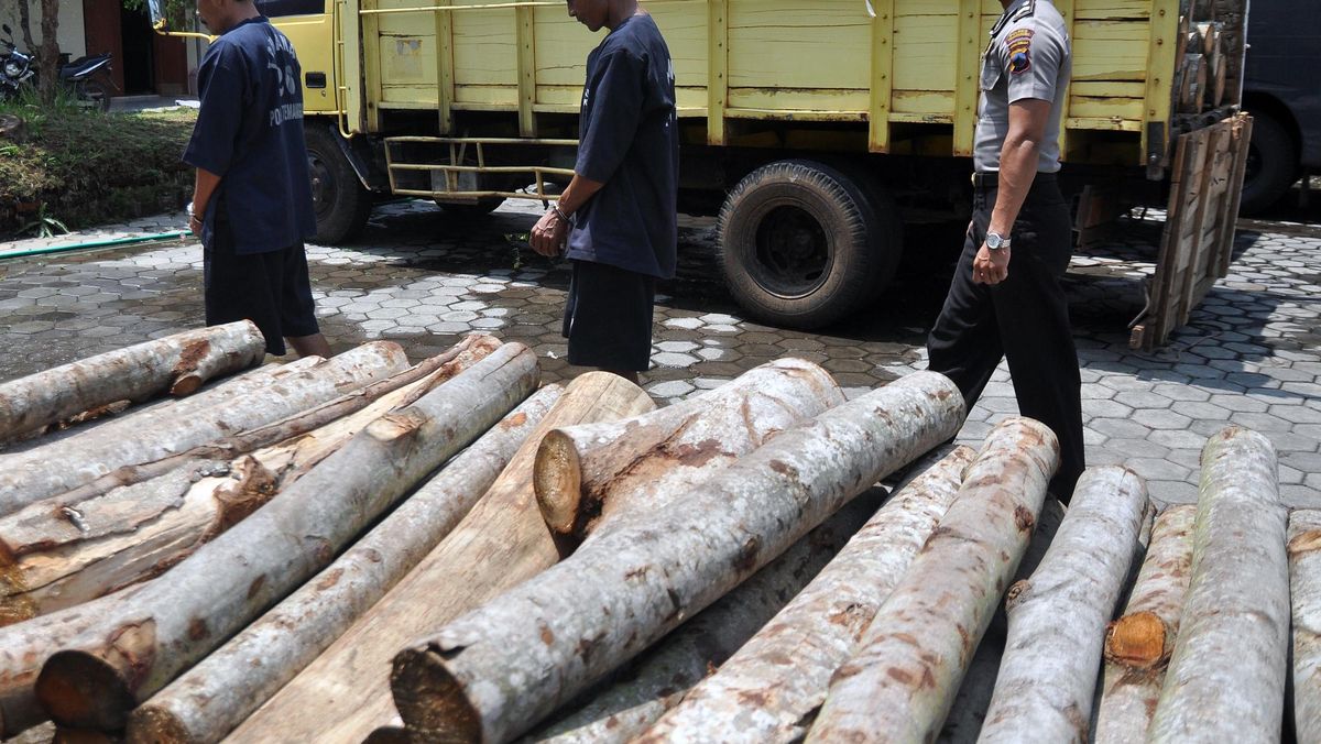 Kejagung Berpotensi Usut TPPU Kasus Pembalakan Liar Hutan di Mentawai